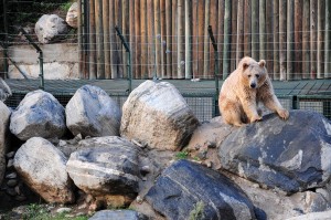 Bursa Hayvanat Bahçesi - Bursa Zoo - Engin Çakır