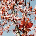 İlkbahar - Engin Çakır