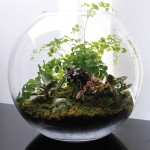 Terrarium