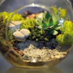 Terrarium