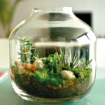 Terrarium