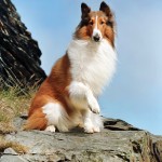 Lassie