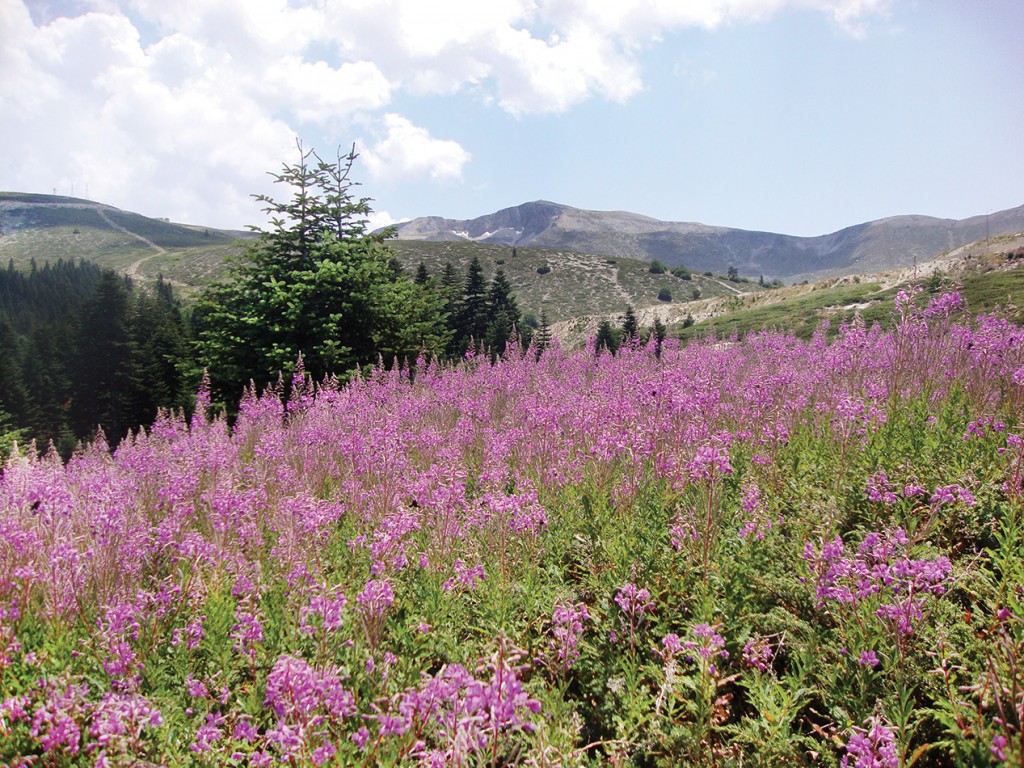 Zirvetepe, Gökay Mutlu