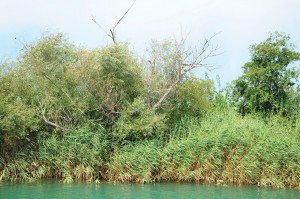 Manavgat'ta dalış, Engin Çakır