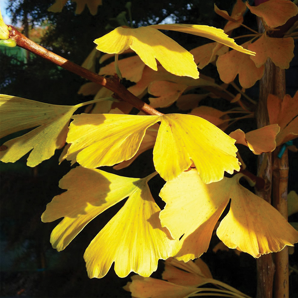 Ginkgo Biloba