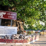 Ağlayan Çınar - Gölyazı, Engin Çakır