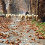 Bursa çınarları, Aykut Güngör