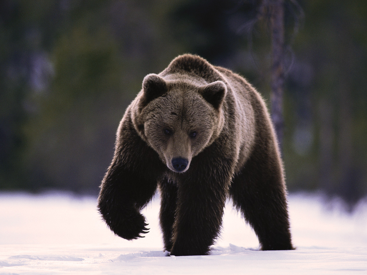 Ayı - L'Ours