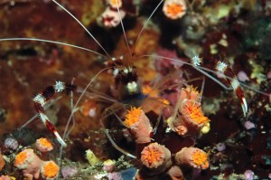 Sualtı - Ş.Coşkun Teziç