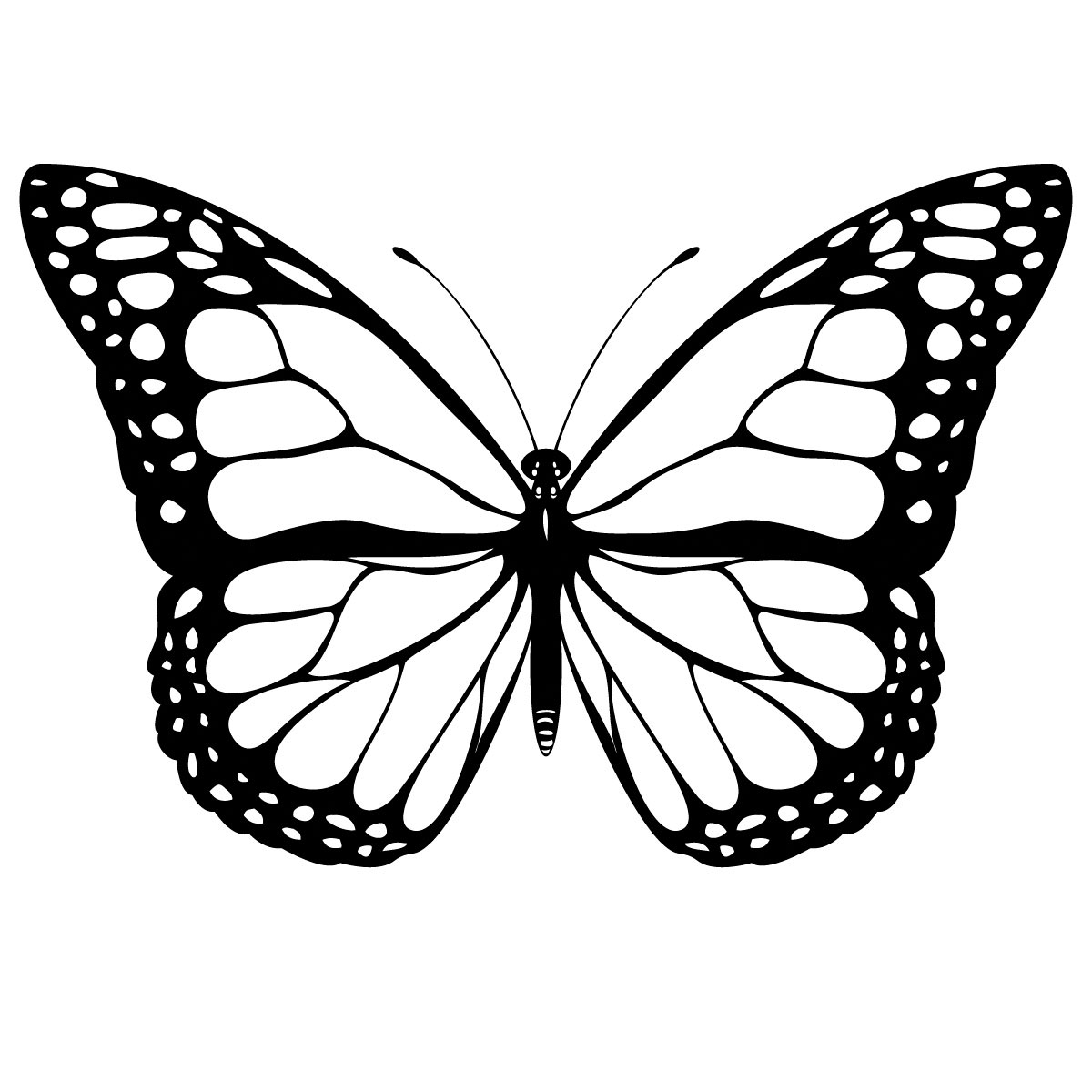 butterfly