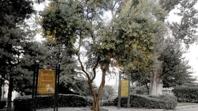 Bursa'daki zeytin ağacı